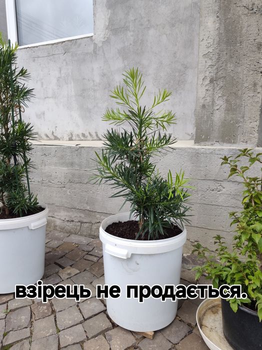 Подокарпус, сосна Будди
