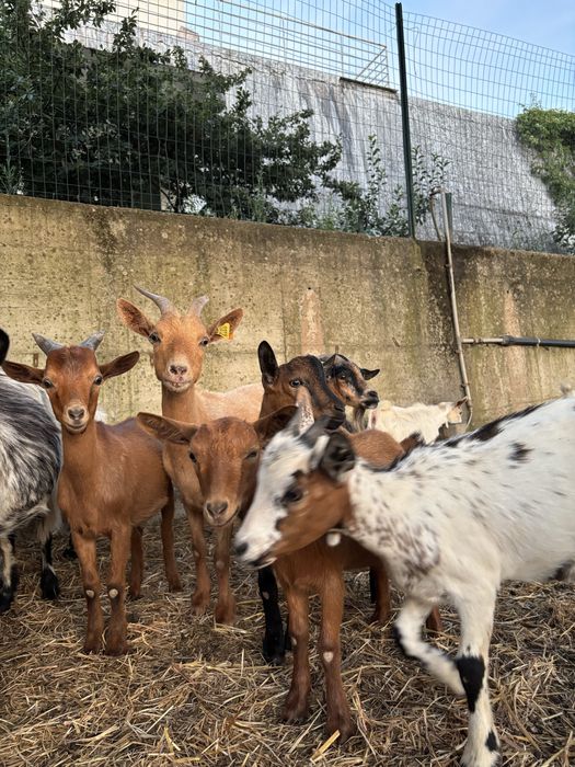 Cabras anãs varias cores
