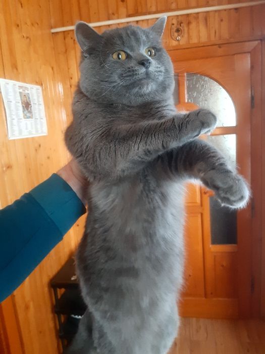 Для в'язки Шотланський Кіт Скоттіш-страйт .