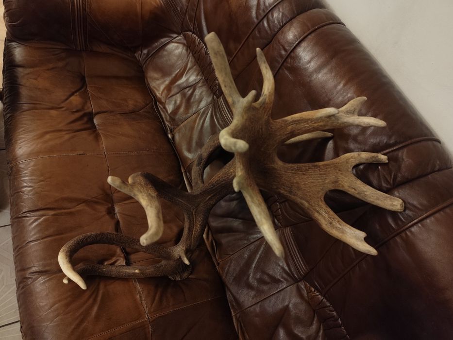 Poroże Jelenia Mocny Zrzut 5,2 kg Tyka Trofeum