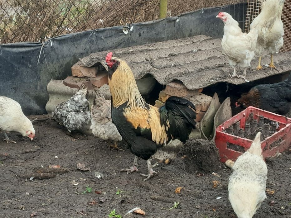 Jaja lęgowe araukana ogonisty