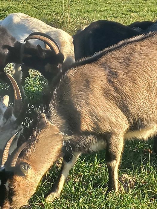 Продам кози, ціна договірна