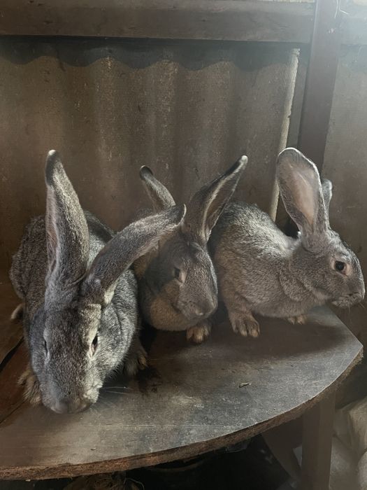 Кролиці Шиншили, вік 5 місяців