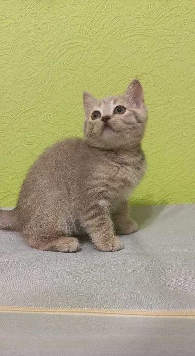 Прямовухе шотландське кошеня