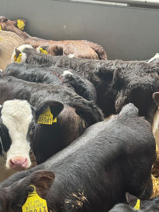 Sprzedam cielaki mięsne byczki jałówki Cała Polska Krasnystaw