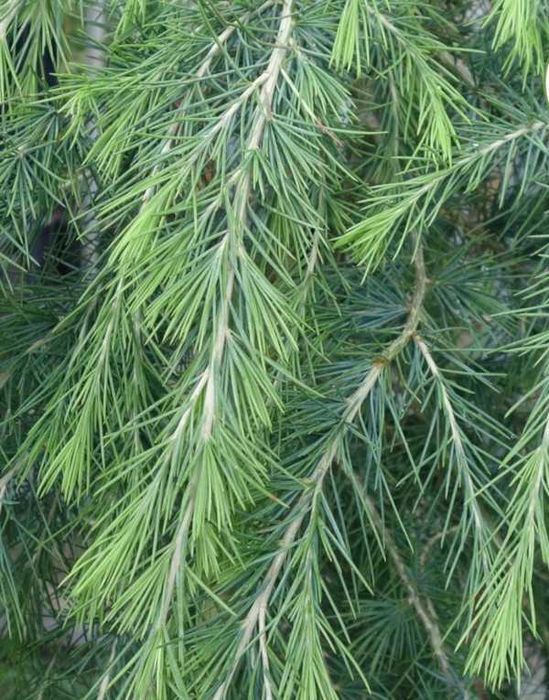 CEDR HIMALAJSKI CEDRUS - sadzonki w doniczkach