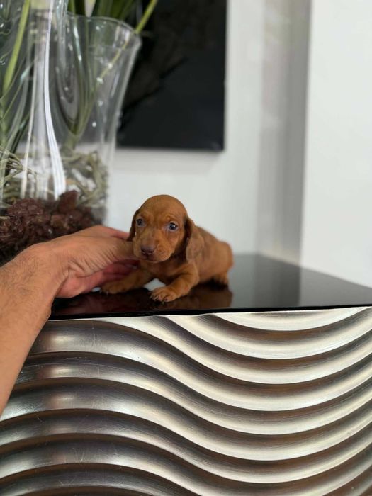 Teckel Kaninchen MACHO   Castanho   com LOP E AFIXO