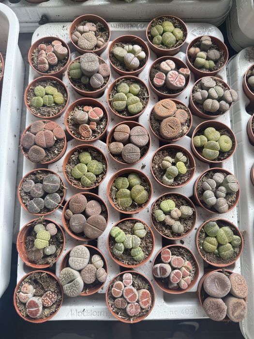 Алое стреліція монстера варієгатна кактус хавортія астрофітум вазон