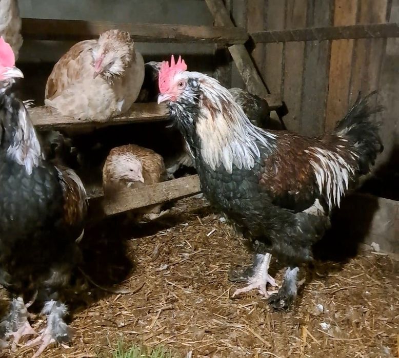 Курчата породи Фавероль