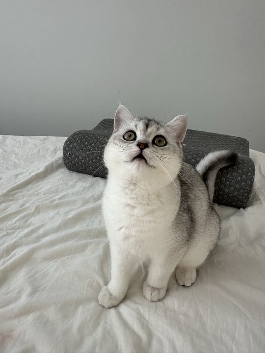 Кошенята шотландські короткошерсті