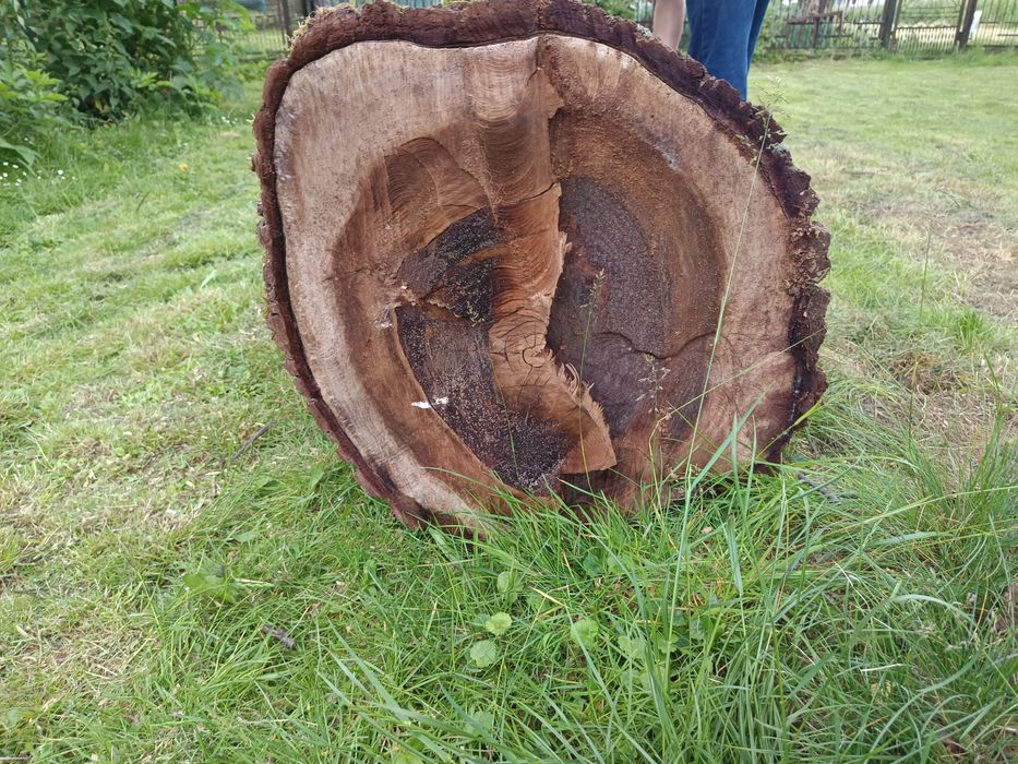 Konar z orzecha 180/60/40cm