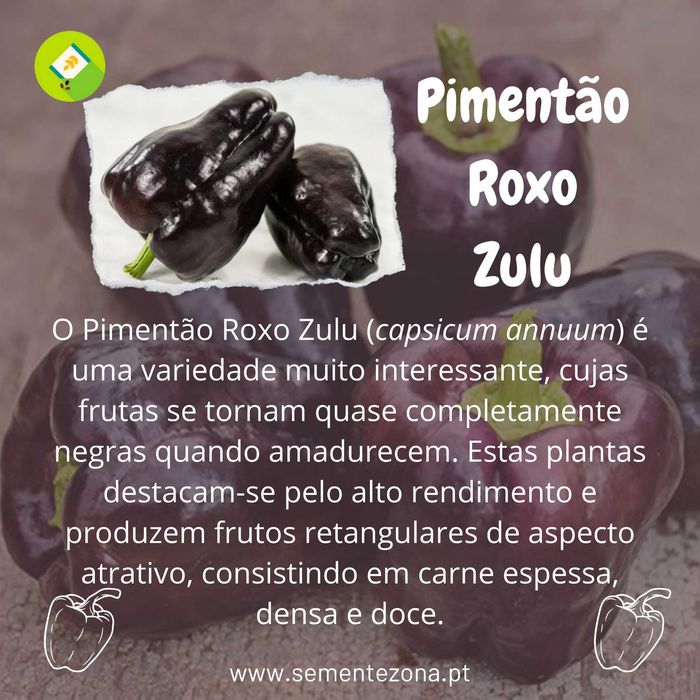 Pimento Roxo Zulu 10 sementes