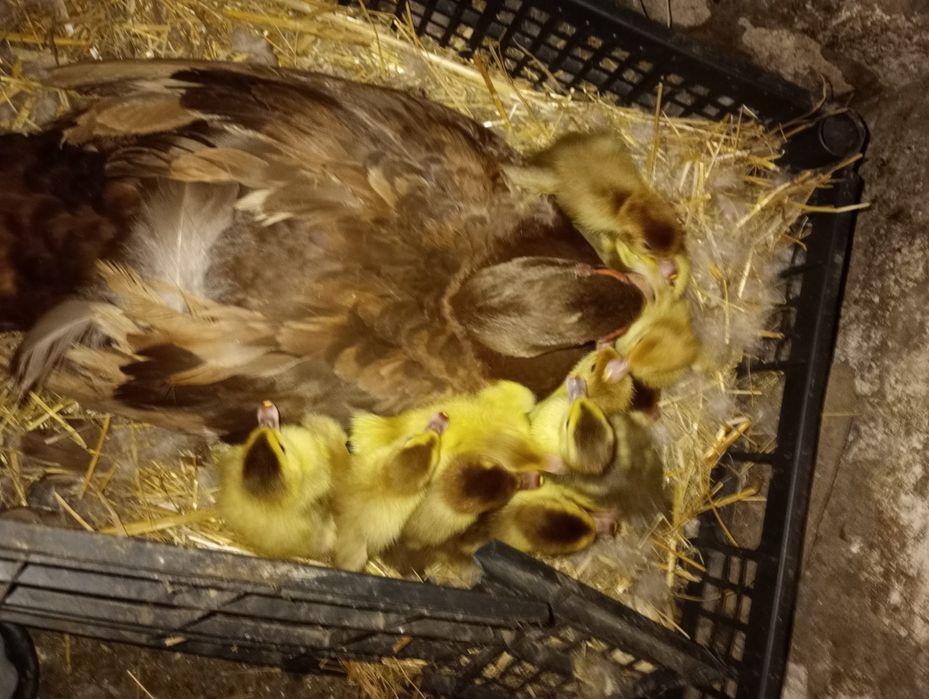 Jaja lęgowe od kaczek piżmowych