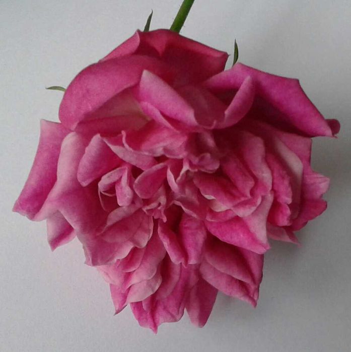 Роза комнатная, бенгальская.