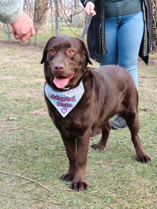 Suczka w typie labradora szuka domu