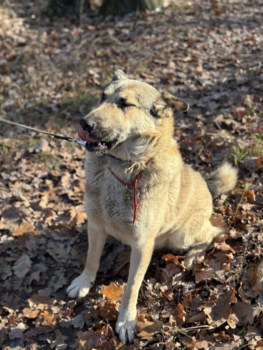 Метис лайки 3 роки терміново шукає дім