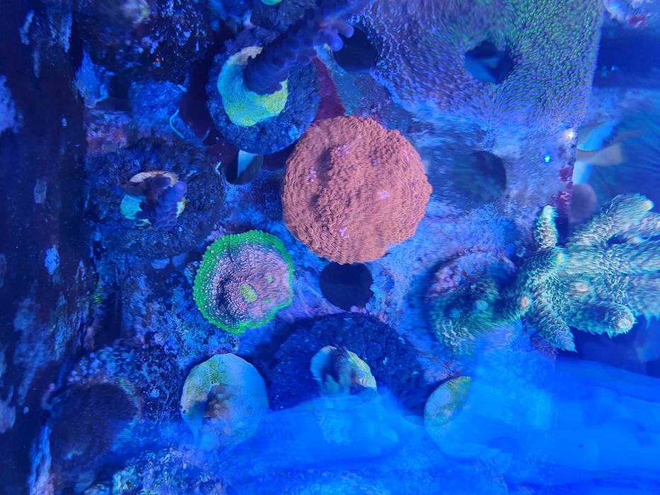 Echinophyllia Kelk “Watermeloen”