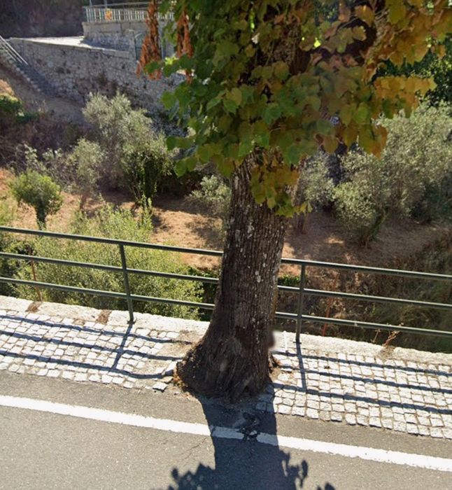 Terreno rústico com oliveiras