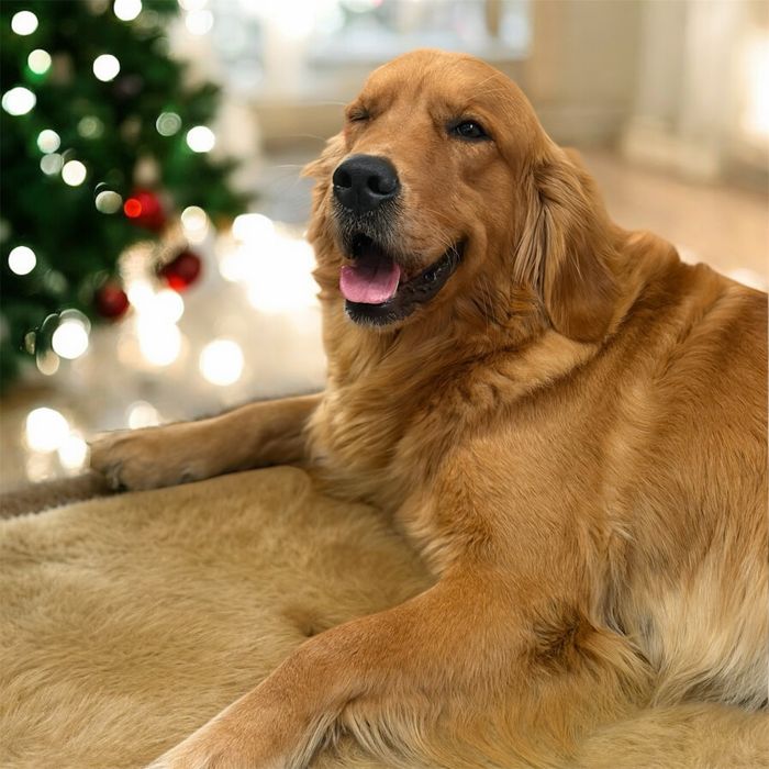 Golden retriever ZKwP/FCI linia amerykańska