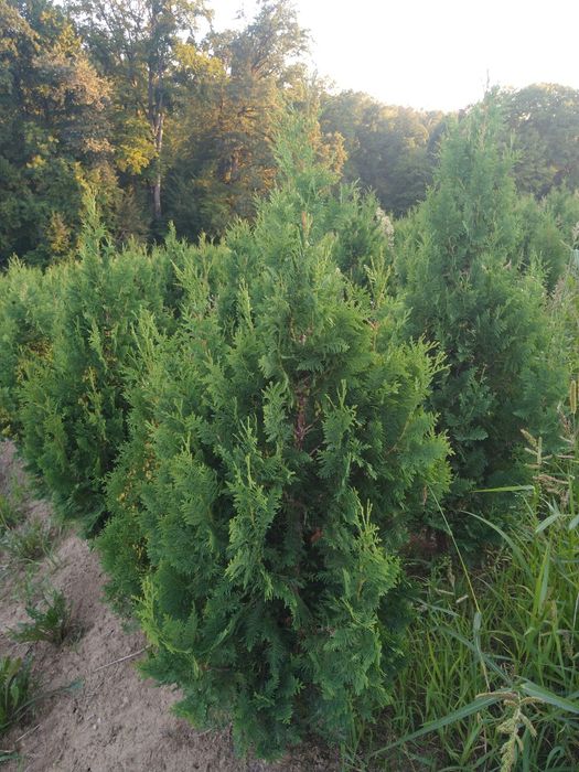 Tuja spiralna wąsko rosnąca 200/240cm  Krzewy, iglaki