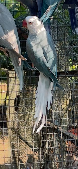 Ring nechs adultos varias cores e mutacoes