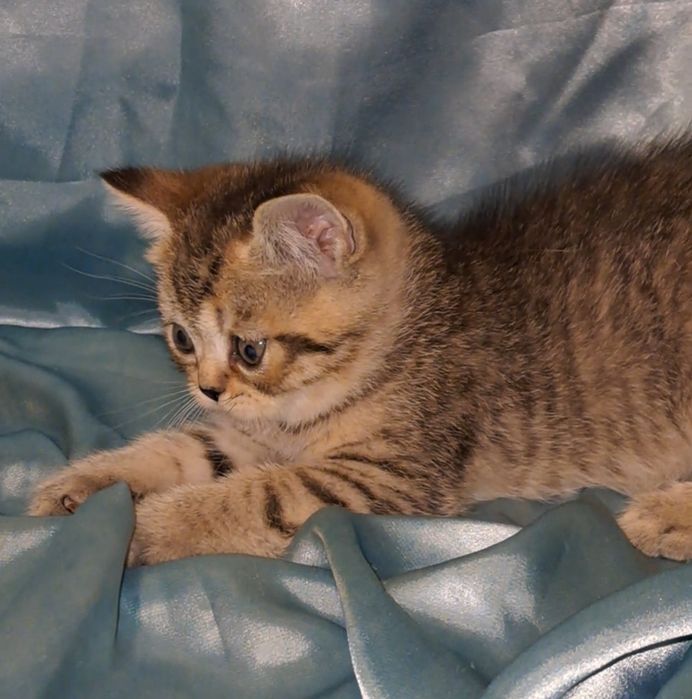 Шотландский котик табби