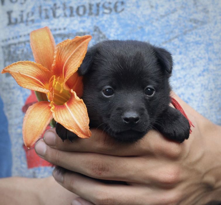 Щеночки в хорошие руки