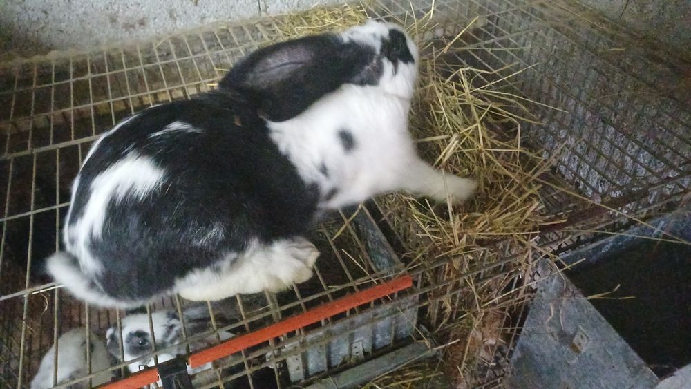 Coelhos para criacao ou consumo