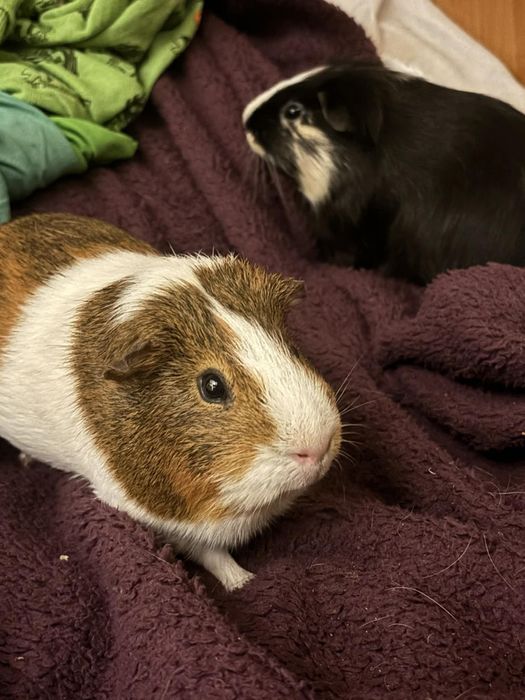 Oddam.za darmo cavia domowa