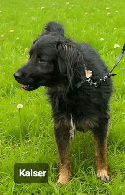 Przepiękny i kochany pies do adopcji.