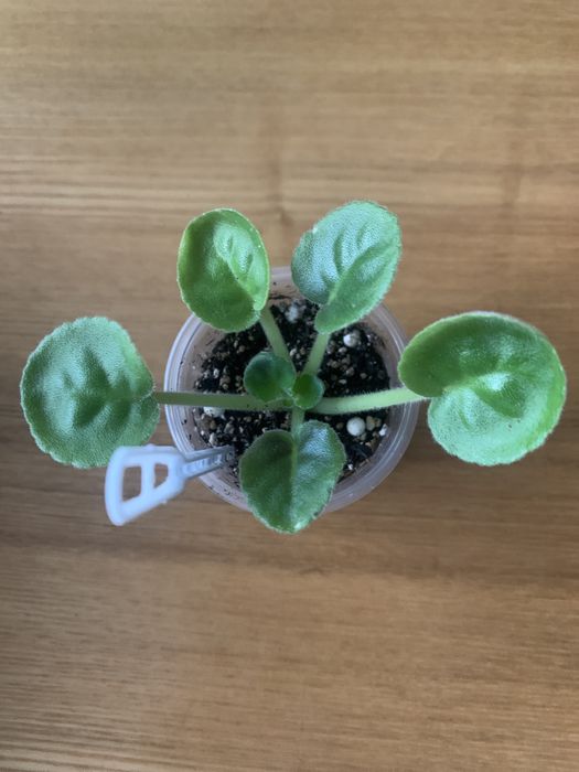 Фіалкі стандартні