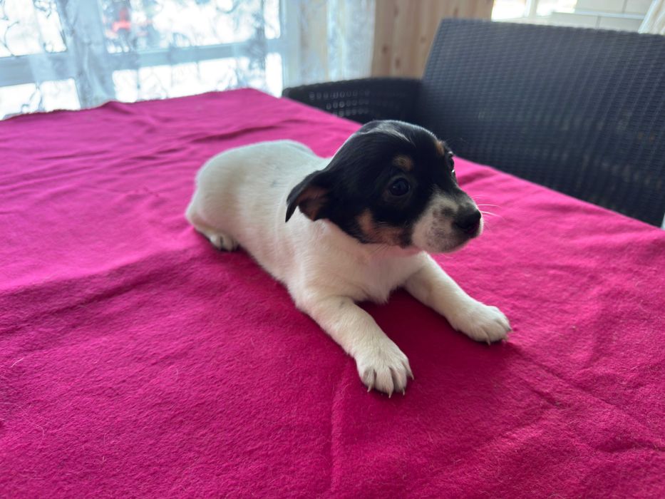 Jack Russell Terrier - suczka