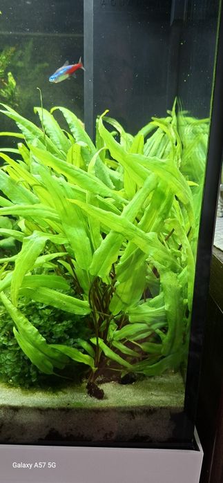 croptocoryna wedeti