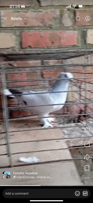 Такла, клітка для птиці.