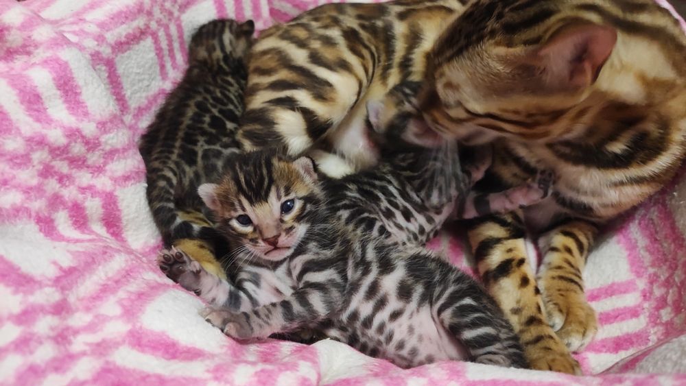 Маленькі тигринята! Бенгали!