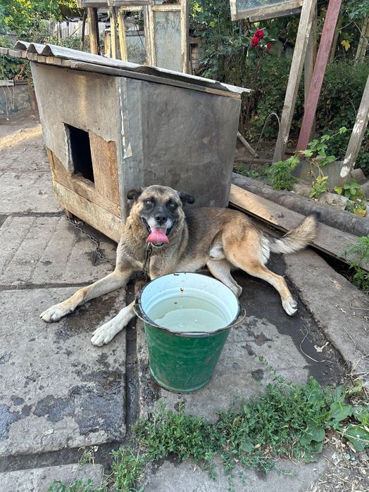 Отдам взрослого пса 55 блочок