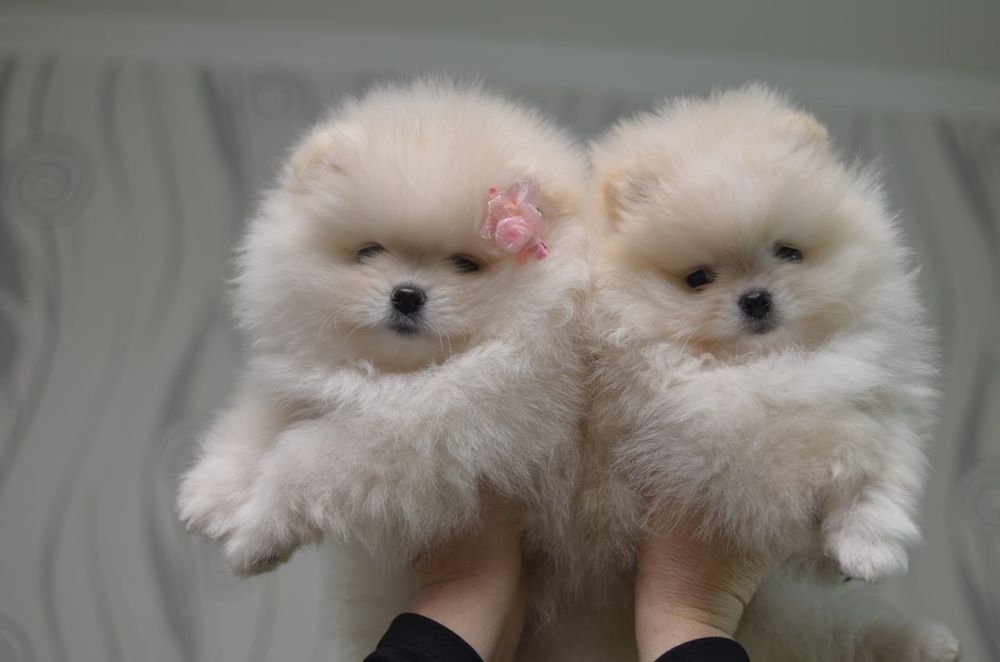 Померанці дівчинка і хлопчик