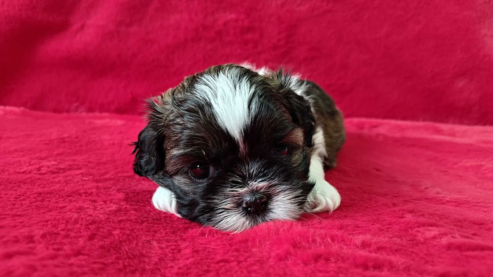 Szczeniaczek shih tzu