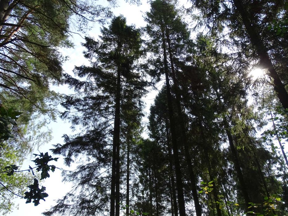 sprzedam las 3,47 ha
