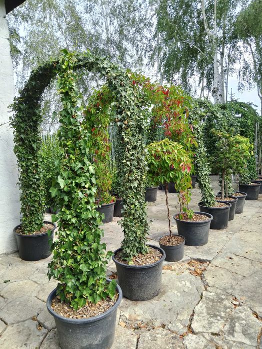 Bluszcz Hedera Hellix. pospolity, zimozielony, od 110 cm do 150 cm