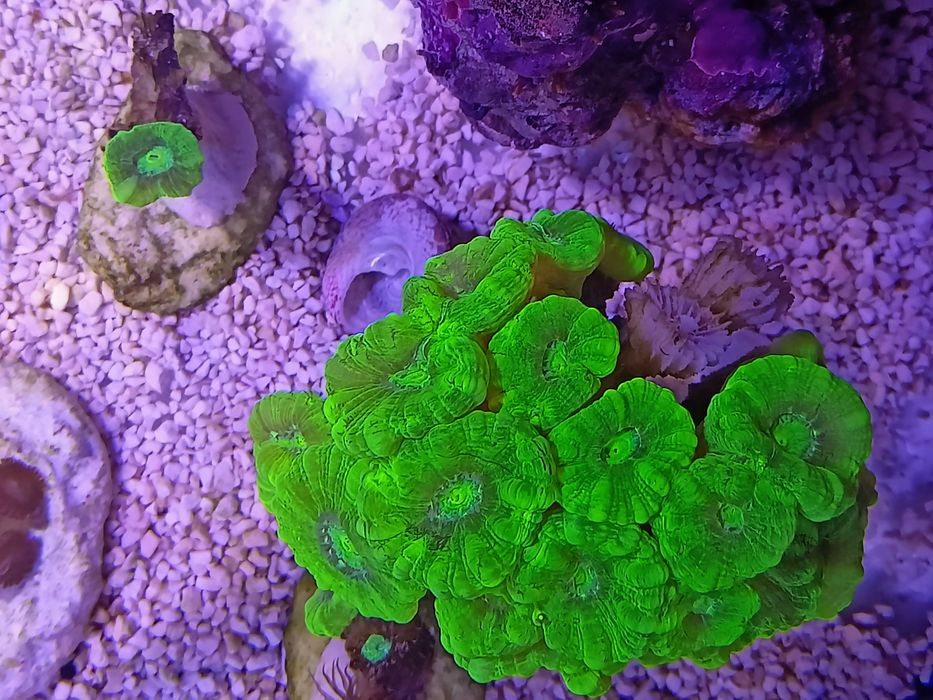 Koralowce LPS Caulastrea fluo, morskie