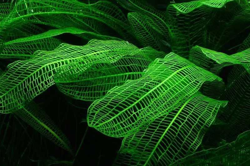 Aponogeton Madagascariensis