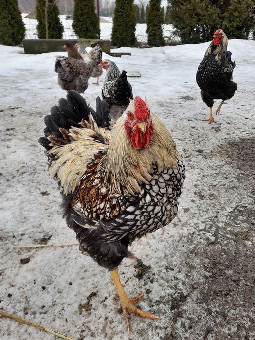 Sprzedam jaja lęgowe kur Wyandotte