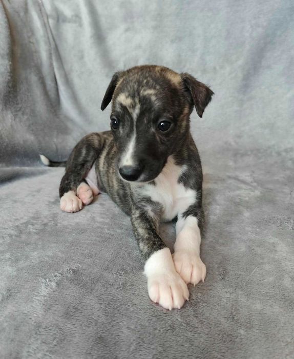 szczenięta Whippet - piesek