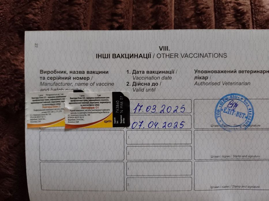 Бельгійська Вівчарка Малінуа пропонуйте ціну