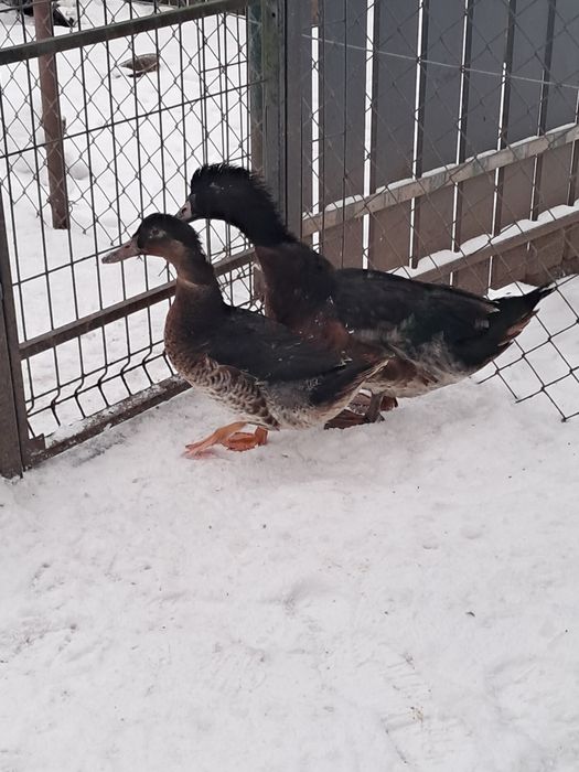 Sprzedam parki kaczek