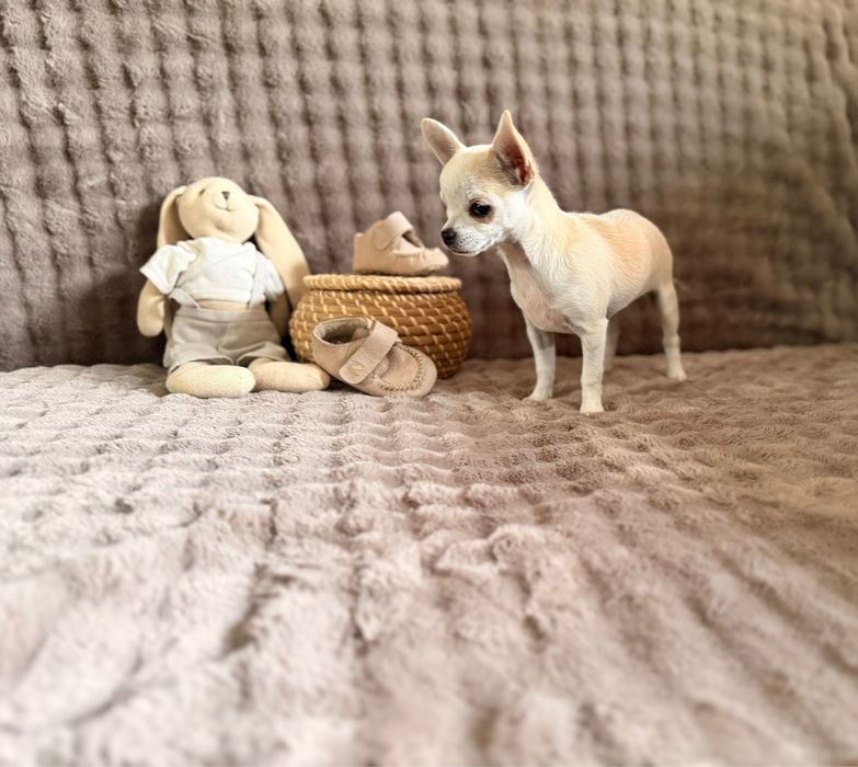 Chihuahua biszkoptowy malutki uroczy chłopoczyk