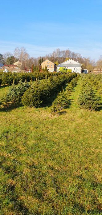 Świerk pospolity, świerk srebrny, jodła kaukaska - Własna plantacja