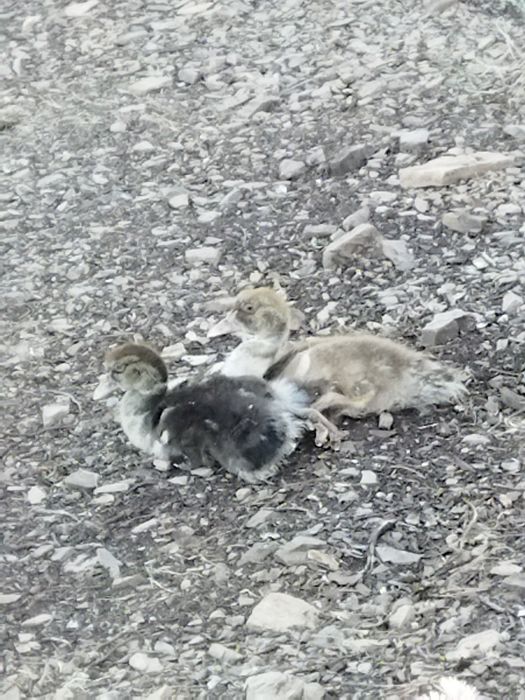 Patinhos mudos criados no campo