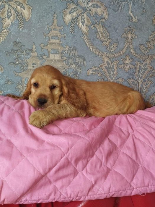 Дівчинка англійських кокер спаніелів